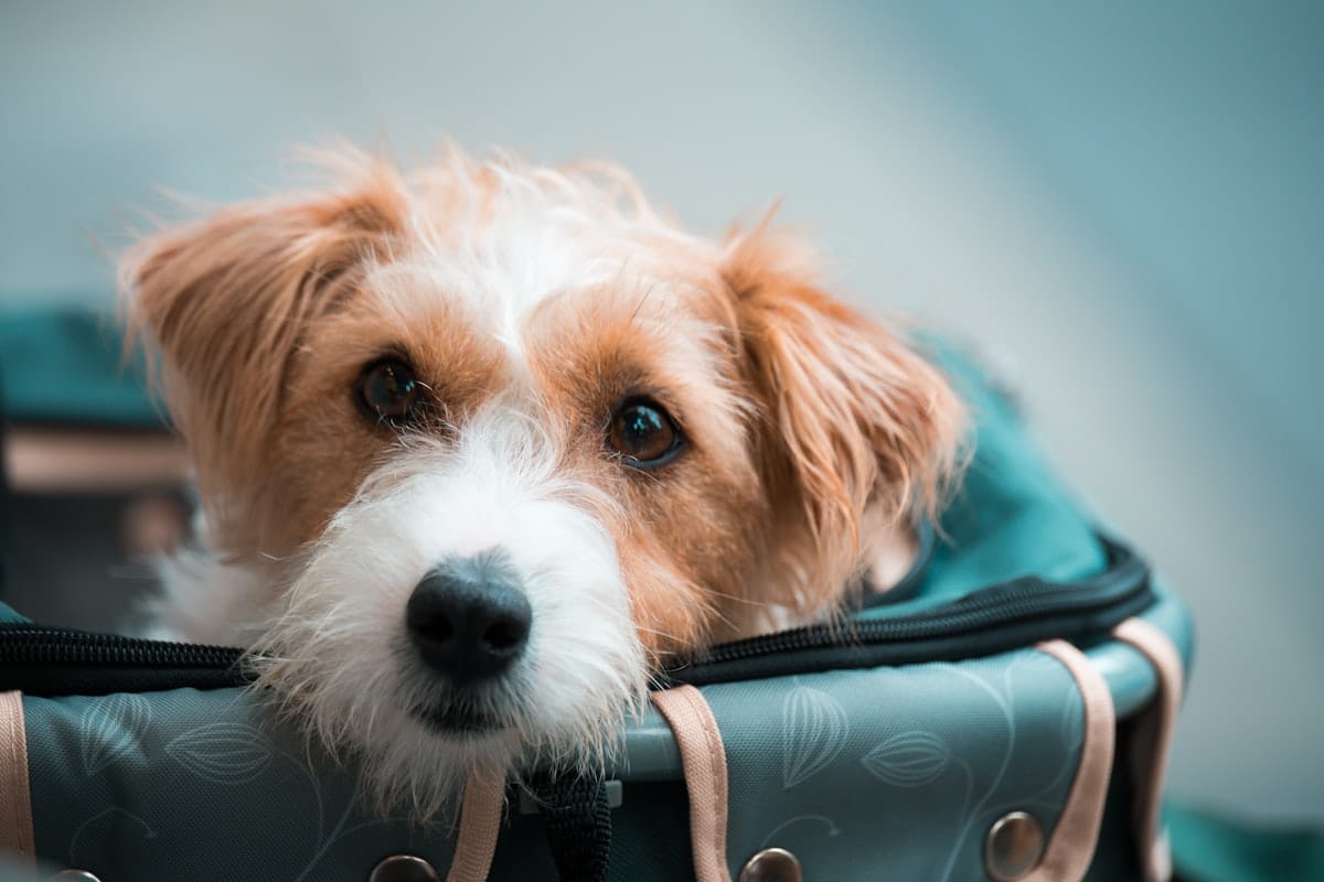 Perro mascota preparado para viajar con pasaporte de animales
