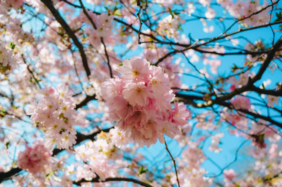 Stunning close-up of cherry blossoms against a clear blue sky, symbolizing natur