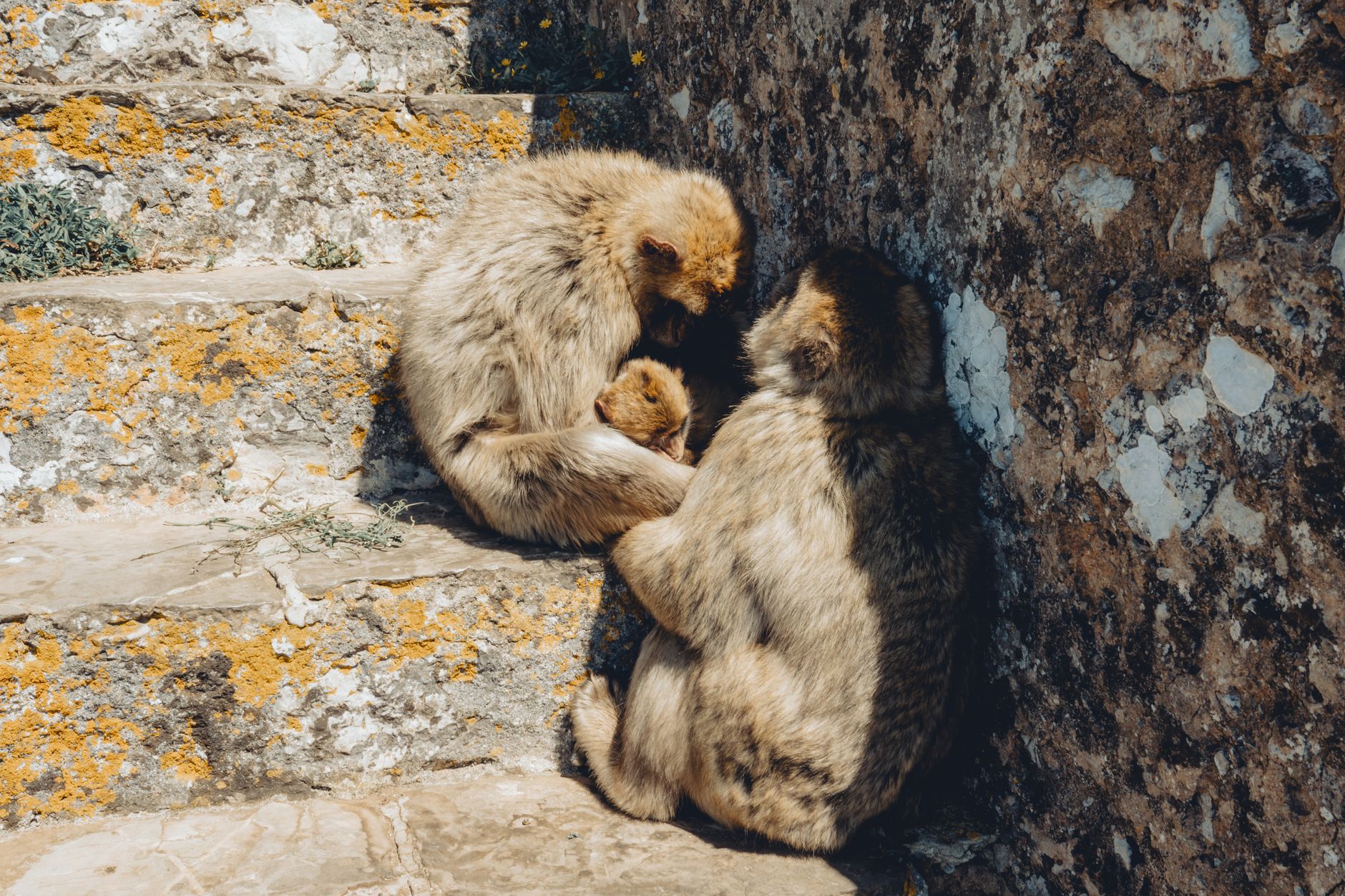 Mono de Gibraltar sobre el Peñón, símbolo turístico del territorio británico de ultramar